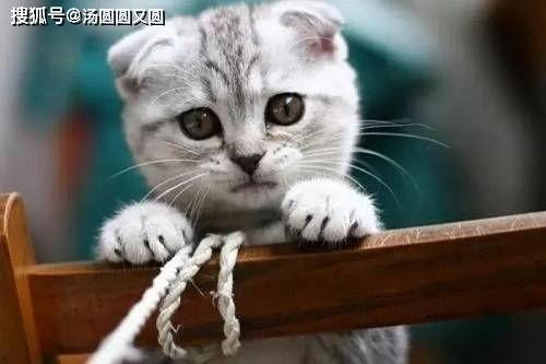 娱乐吃瓜君七七折耳猫,娱乐吃瓜君的萌宠日常