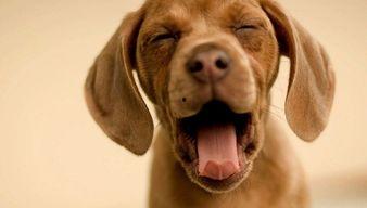 娱乐吃瓜酱埋狗,揭秘娱乐圈背后的“埋狗”真相