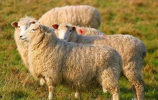 娱乐吃瓜酱羊羊,羊羊酱带你领略娱乐圈风云变幻